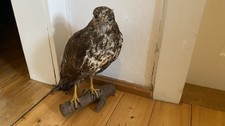 Mäusebussard, ausgestopft