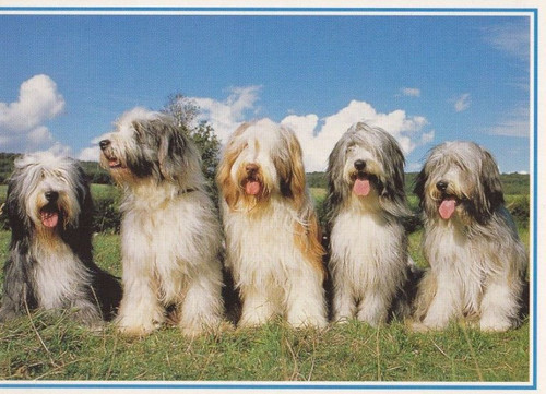 Bearded collie postkarte - collie, *