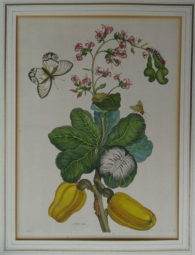 Merian sibylla kupferstich - merian,