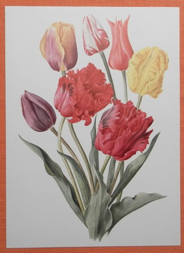 Tulpen breeder papageien - ,