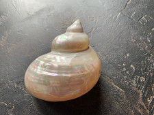 Perlmutt Schnecke Muschel groß glänzend schöner Lüster Deko