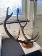 Echtes Rothirsch Geweih Rotwild Wandgeweih Achtender