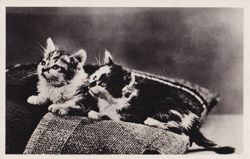 Foto katzen kätzchen - katzen,