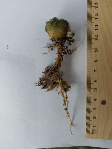 Gymnocalycium denudatum
