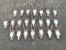 181 kleine Geweihe Rehgeweih