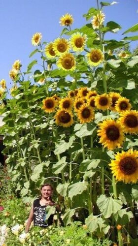 Winterharte riesen sonnenblume - winterharte, riesen-sonnenblume
