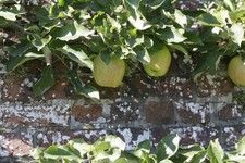 Foto 6x4 Äpfel im Baum Hinton Ampner Einige der Äpfel im Zug c2016