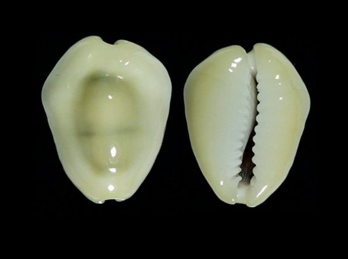 8142 monetaria moneta - 8142,