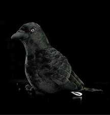 Krähen raben vogel - raben,