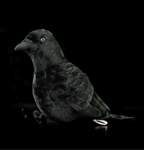 Krähen raben vogel - krähen,