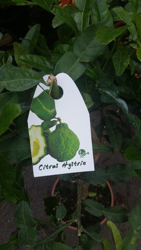 Kaffernlimette citrus hystrix - kaffernlimette,