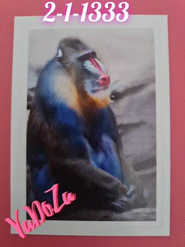 Abenteuer tierwelt affe - ,