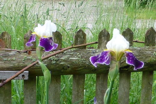 Iris schwertlilie lila weiß - iris,