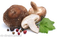 Impfdübel Shiitake 100 Stück, sehr keimfreudig! Pilzzucht, Pilzdübel,Pilzanbau