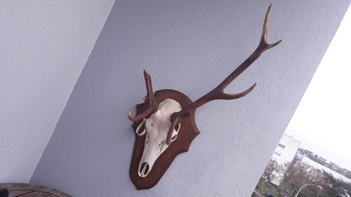 Hirsch trophäe atypisch - hirsch, elaph