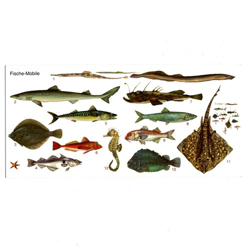Xxl postkarte fische - xxl,