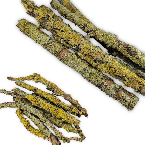 Flechten lichen äste - flechten,