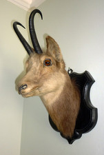 Schöner Gamskopf auf Trophäenbrett · Antik · Gamsbock Gamshaupt Gams Gemse