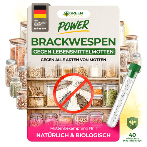 Brackwespen gegen