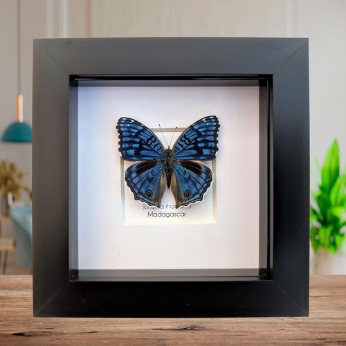 Gerahmte junonia rhadama - gerahmte,