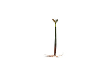 Red Mangrove Rhizophora Mangle