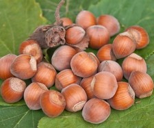Rote Zellernuss, rotblättrige