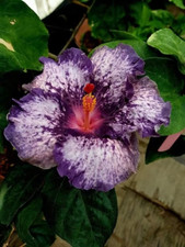 Sale146 Hibiskus Lila-Weiß