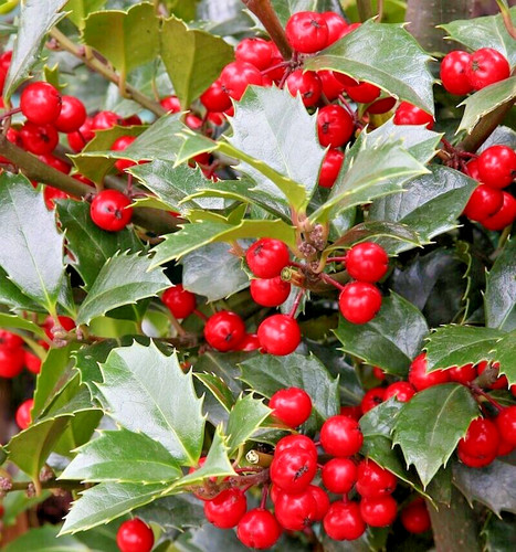 Stechpalme ilex aquifolium - ilex,