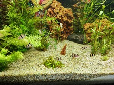 juwel aquarium rio 240 LED