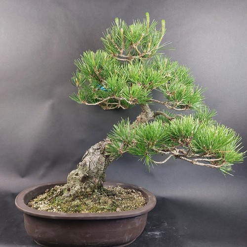 Bonsai schwarzkiefer pinus - -, schwarzkiefer,