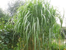 Pflanze/Staude Schilf grün