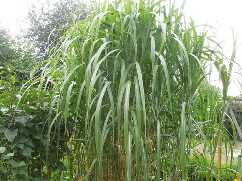 Pflanze staude schilf - pflanze/staude,