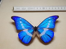 Morpho Helena Männchen