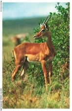 ASHP11-0700-ANIMAUX - N-3 -