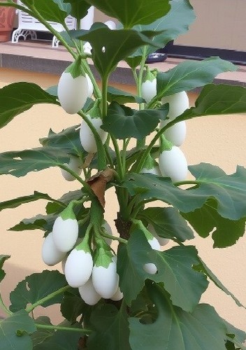 Eierbaum stecklinge - eierbaum,
