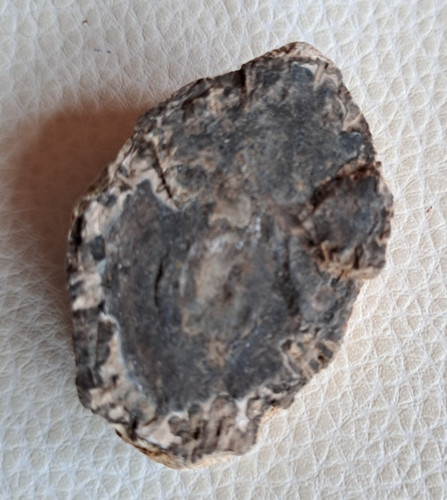 Fossil versteinertes holz - versteinertes,