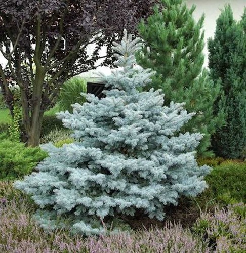 Ediths blaufichte 50cm - ediths, 40-50cm