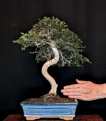 Bonsai chinesische ulme - bonsai, ulmus