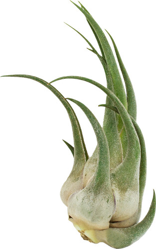 Tillandsia seleriana