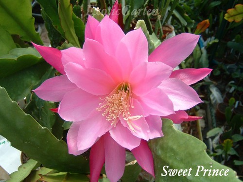 Epicactus sweet prince - epicactus, “