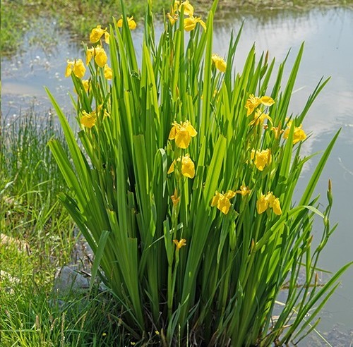 Samend der gelbe - 25,