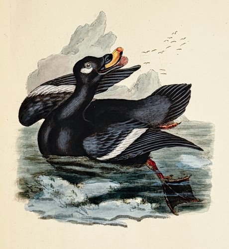 Ente samtente kupferstich - ente,