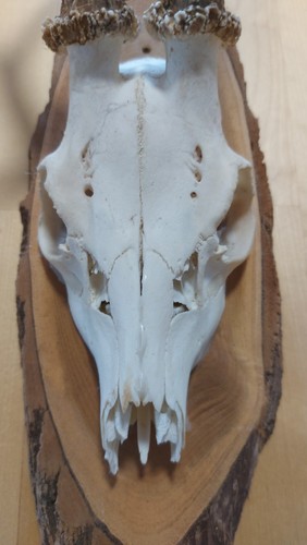 Hirsch kopf wand deko schädel - kopf,