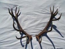 Starke Abwurfstange Paar Hirschgeweih Hirsch Gehörn Geweih Hirschhorn  Trophäe