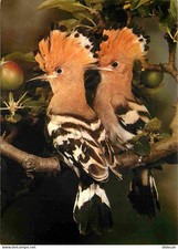 Postcard animals birds - postcard,