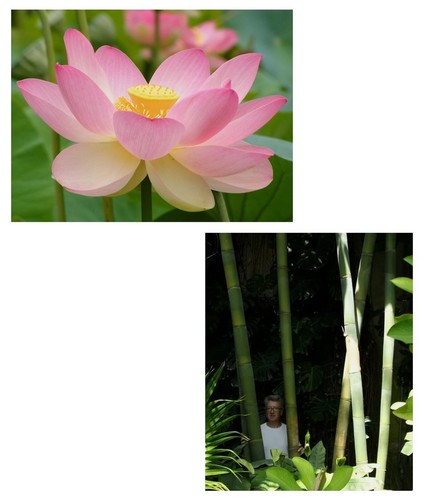 Samen sparset der echte lotus - samen,