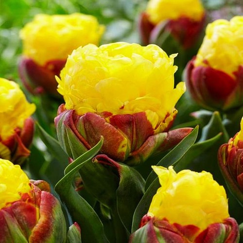Tulpen zwiebeln blumen - tulpen,