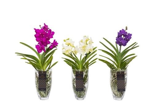 Orchidee vanda blühend - vanda, xl