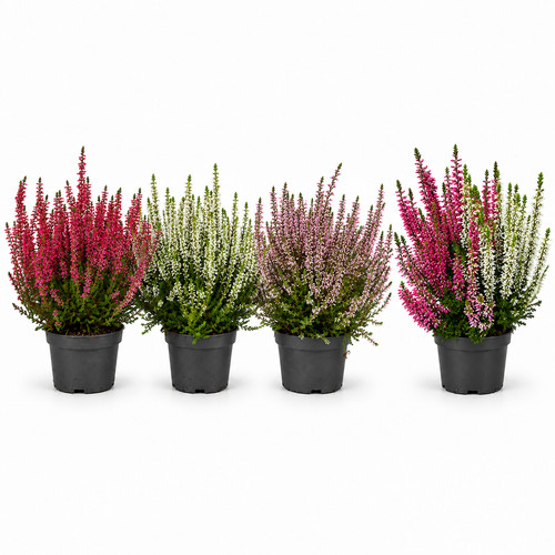 Heide garden girls - heide,