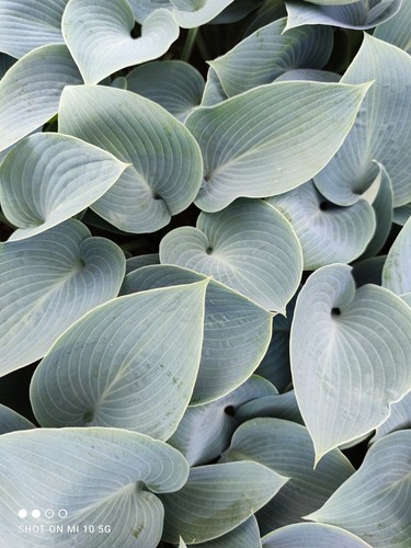 Funkie hosta halcyon - funkie,,